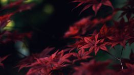عکس پروفایل زرشکی جذاب