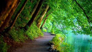 عکس پروفایل طبیعت سرسبز