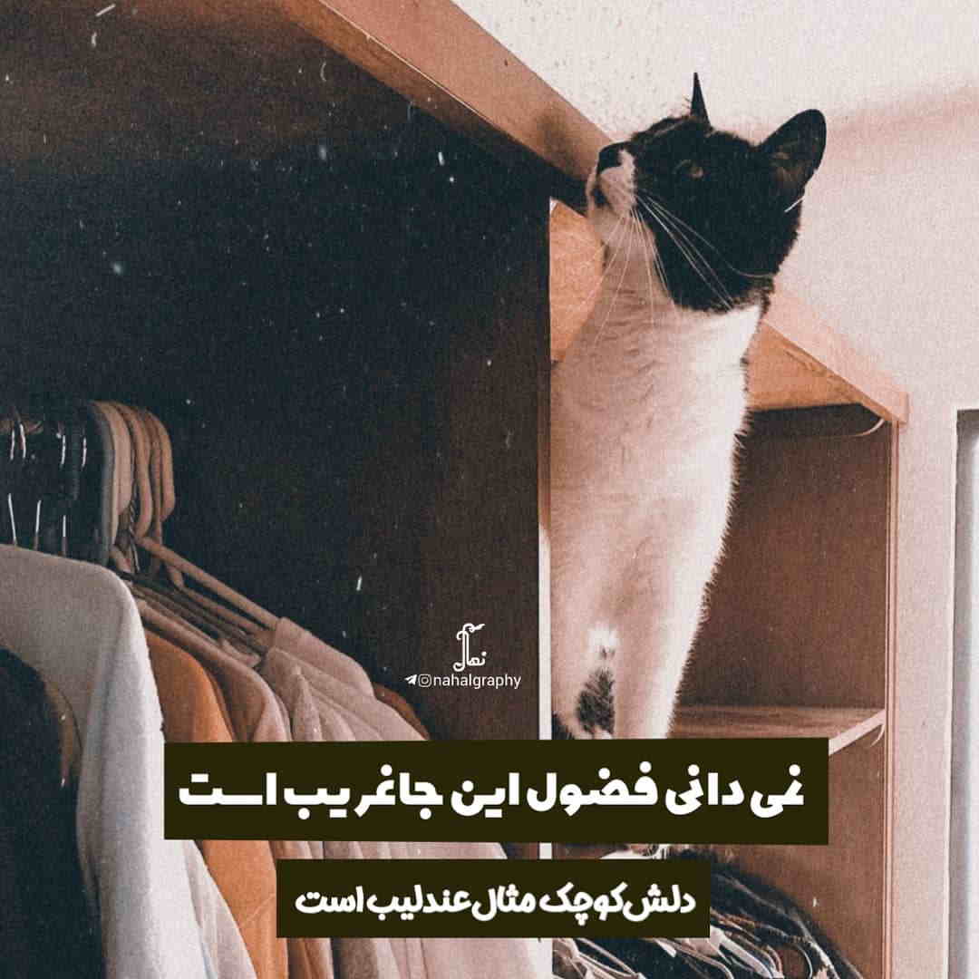 عکس نوشته فضولی