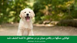 توانایی سگها در یافتن میان بر در مناطق نا آشنا کشف شد