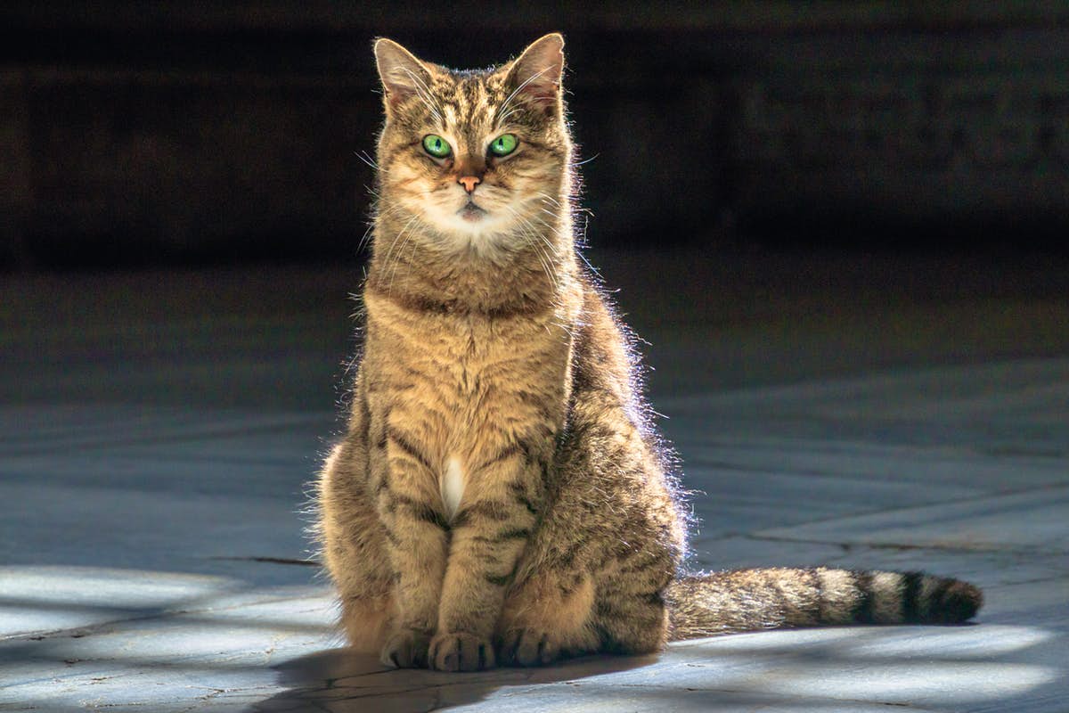 The beloved cat that called Istanbul's Hagia Sophia home has died - Lonely Planet
