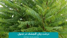 درخت زبان گنجشک در جدول