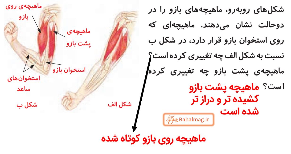 سوالات متن صفحه 37 علوم پنجم
