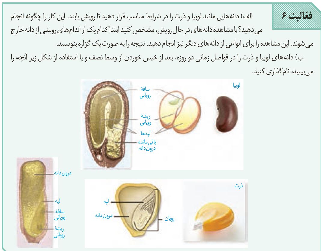 سوال-فعالیت-6-فصل-8-صفحه-131-زیست-یازدهم