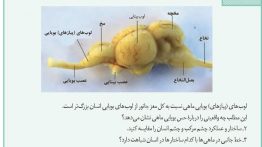 سوال-فعالیت-۸-فصل-۲-صفحه-۳۶-زیست-یازدهم