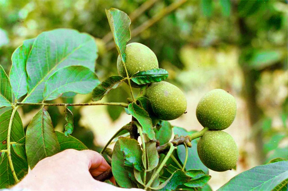 میزان باردهی درخت گردو