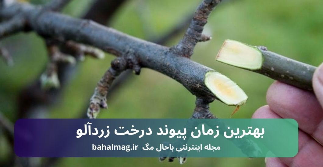 بهترین زمان پیوند درخت زردآلو