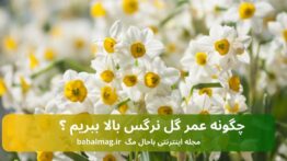 چگونه عمر گل نرگس بالا ببریم ؟