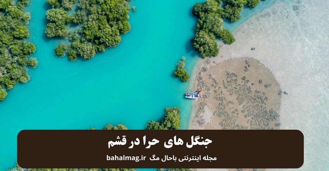 جنگل های حرا در قشم