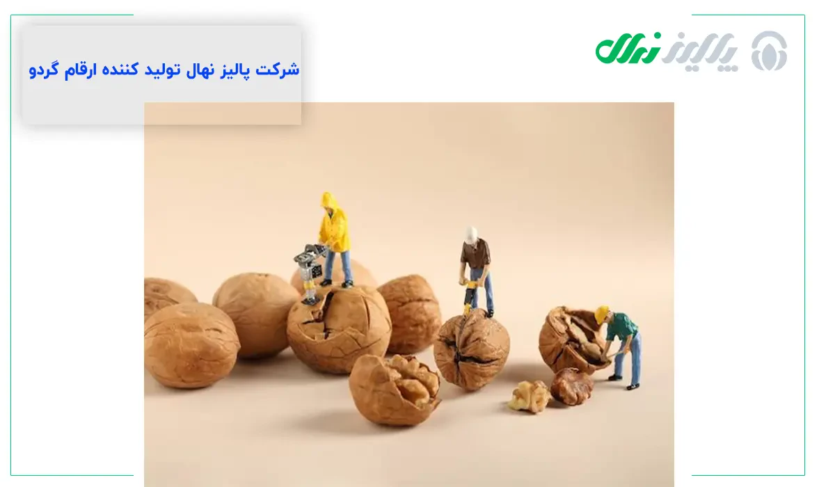 افزایش فعالیت مغز با گردو