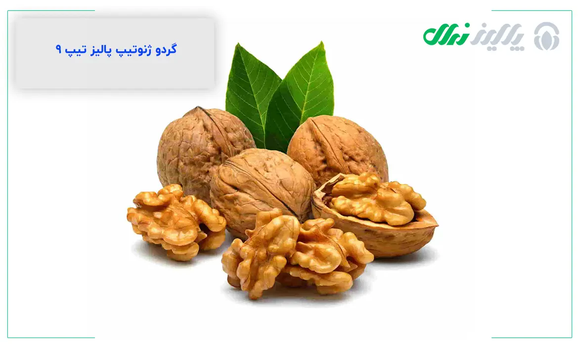 تاثیرات مثبت گردو بر عملکرد مغز با توضیح