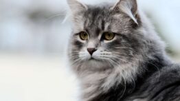 گربه ای با مو بلند