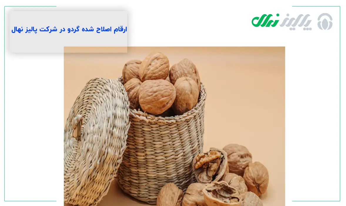 گردو و تاثیراتی که در بهبود عملکرد مغز و حافظه