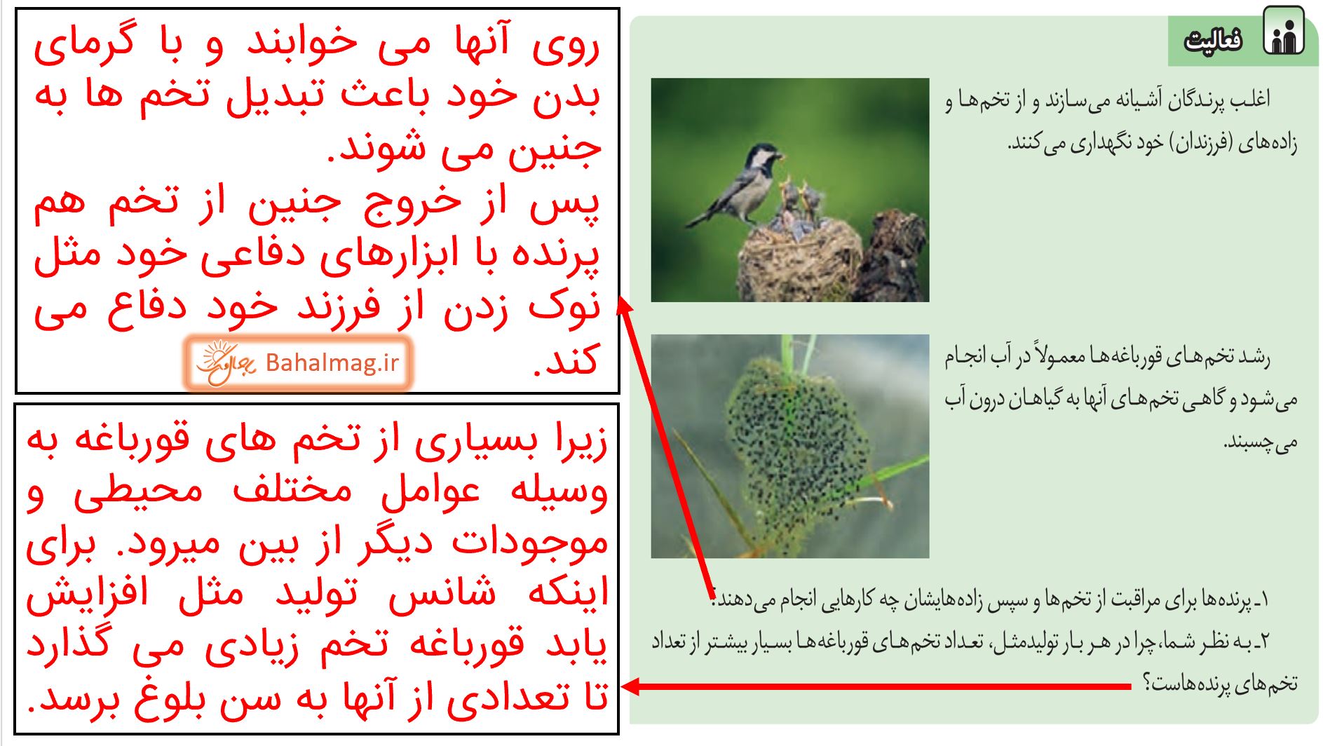 جواب فعالیت صفحه 72 علوم هشتم