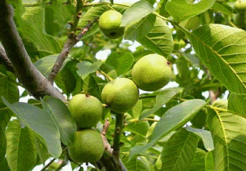 معرفی کامل نهال گردو ژنوتیپ