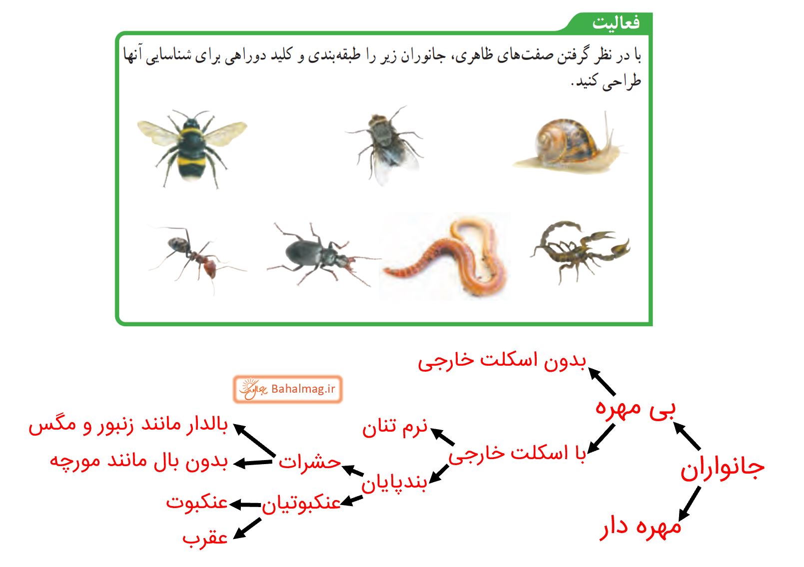 جواب فعالیت صفحه 123 علوم نهم