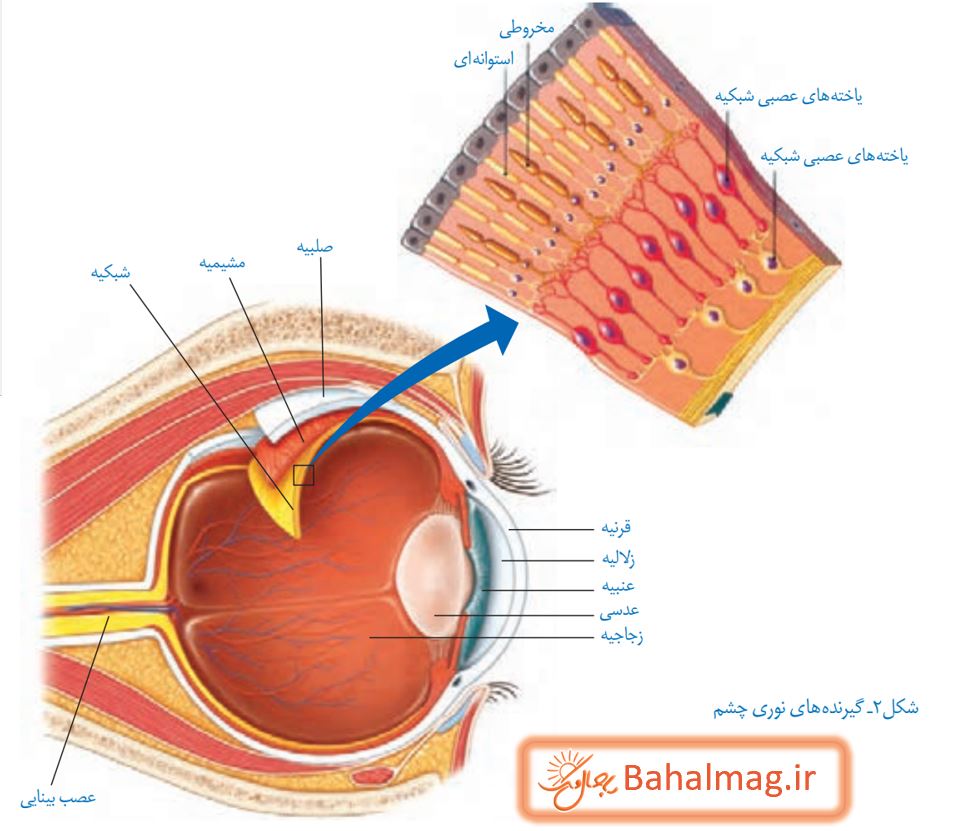 جواب فعالیت صفحه 37 علوم هشتم