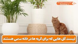 لیست گل هایی که برای گربه ها در خانه سمی هستند