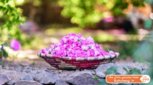 مراسم گلاب گیری کاشان