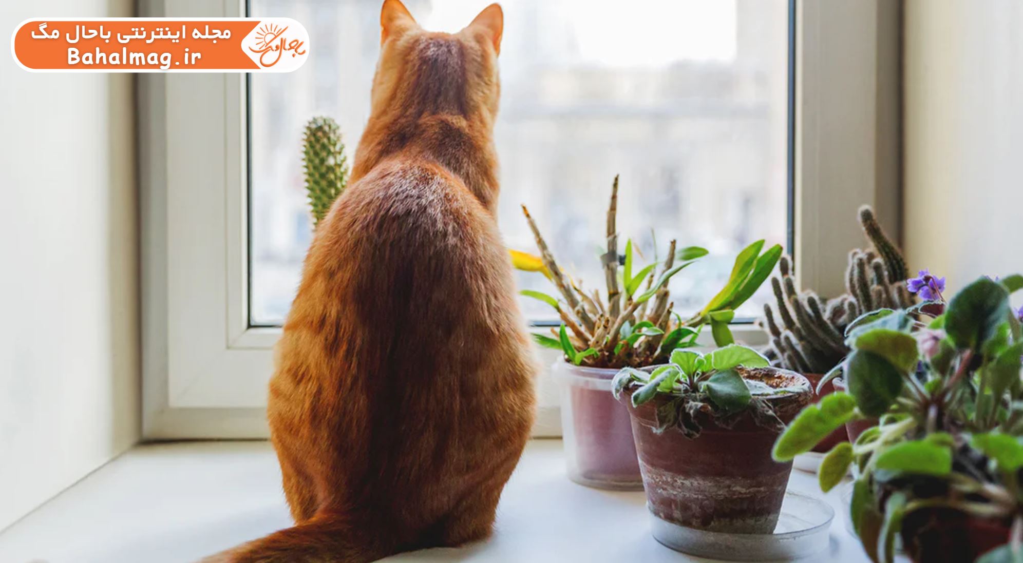 پیشگیری از مسمومیت گربه‌ها