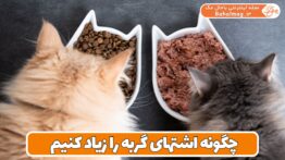 چگونه اشتهای گربه را زیاد کنیم