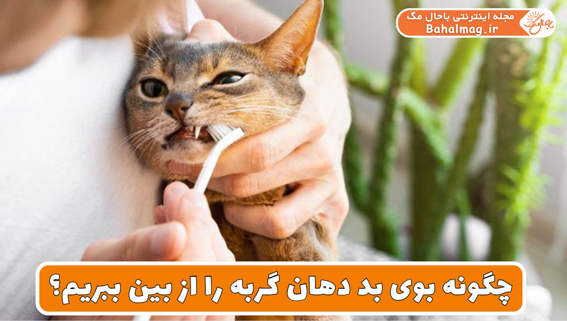 چگونه بوی بد دهان گربه را از بین ببریم