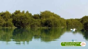 تالاب تیاب و جنگل های حرا