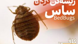 چگونه ساس را ریشه کن کنیم؟