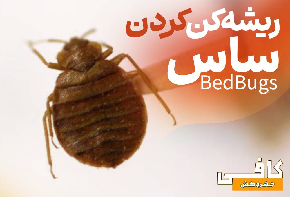 چگونه ساس را ریشه کن کنیم؟
