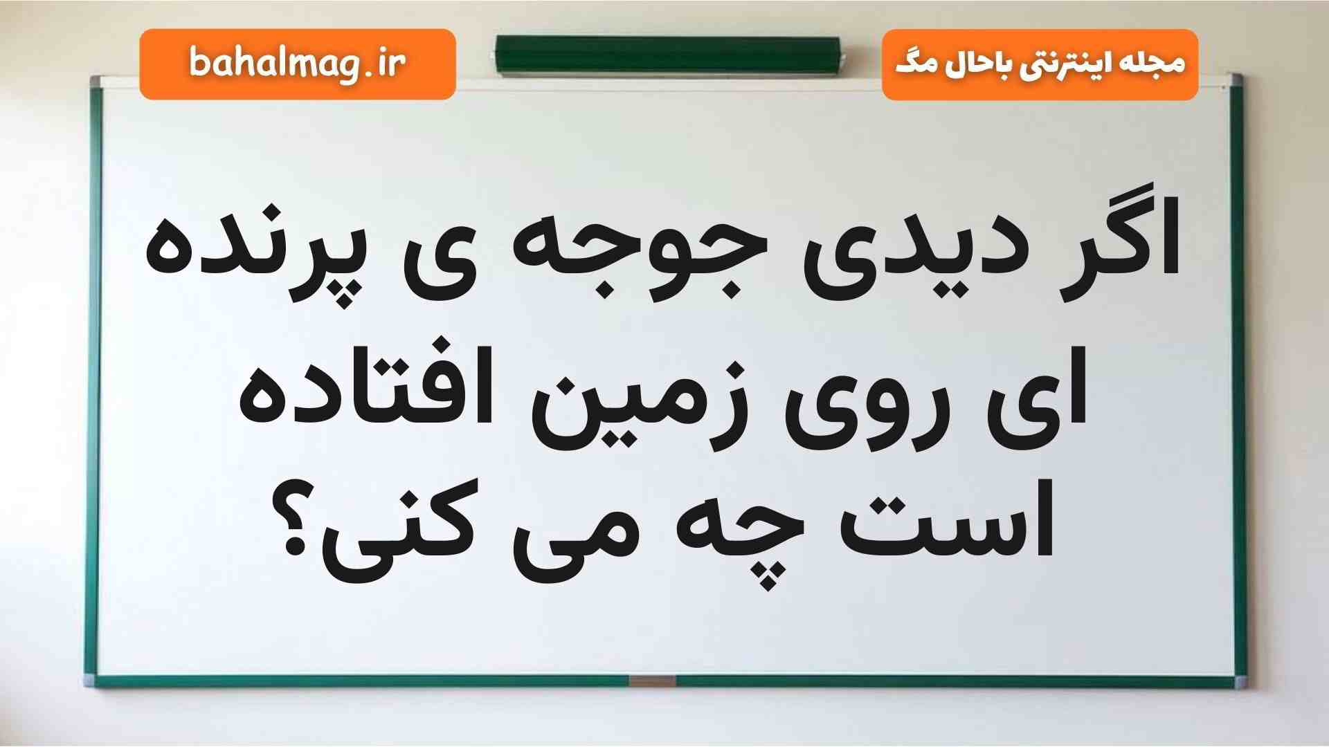 اگر دیدی جوجه ی پرنده ای روی زمین افتاده است چه می کنی
