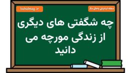 چه شگفتی های دیگری از زندگی مورچه می دانید فارسی هشتم