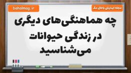 چه هماهنگی‌های دیگری در زندگی حیوانات می‌شناسید