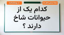کدام یک از حیوانات شاخ دارند