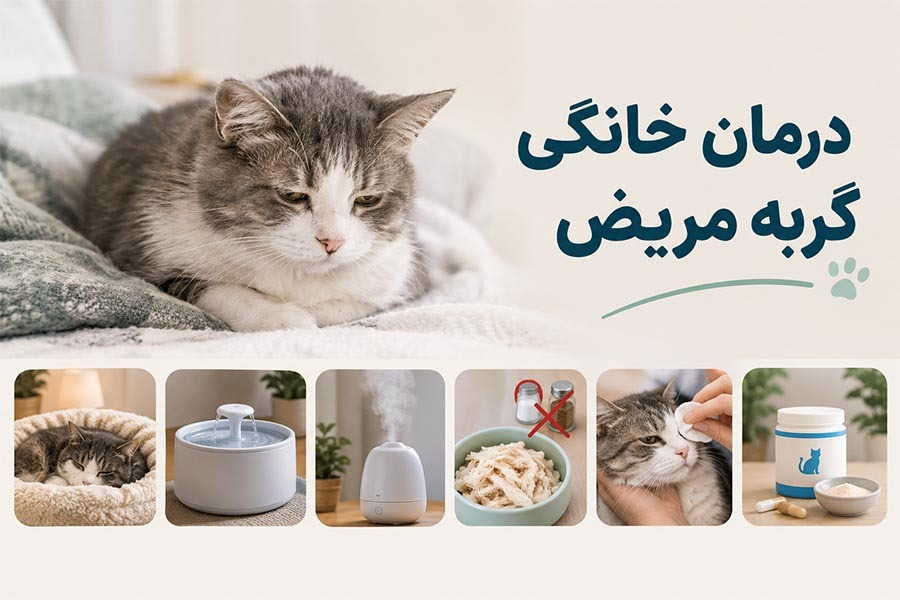 درمان خانگی گربه مریض