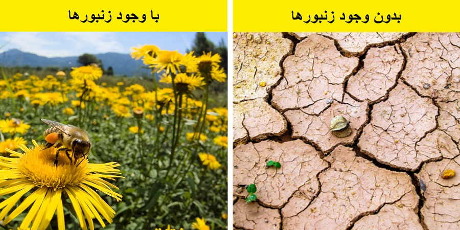 اگر زنبور ها ناپدید شوند چه بلایی سر انسان ها می آید؟