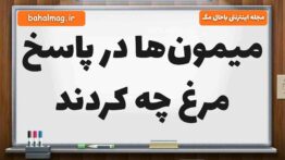 میمون‌ها در پاسخ مرغ چه کردند