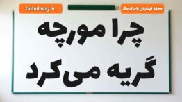 چرا مورچه گریه می‌کرد