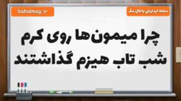 چرا میمون‌ها روی کرم شب تاب هیزم گذاشتند