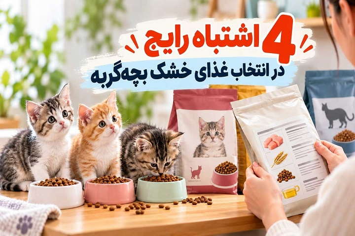 غذای خشک گربه کیتن