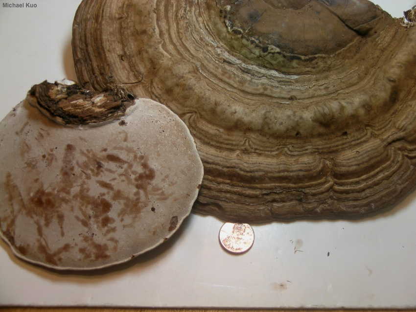 گانودرما آپلاناتوم (Ganoderma applanatum)