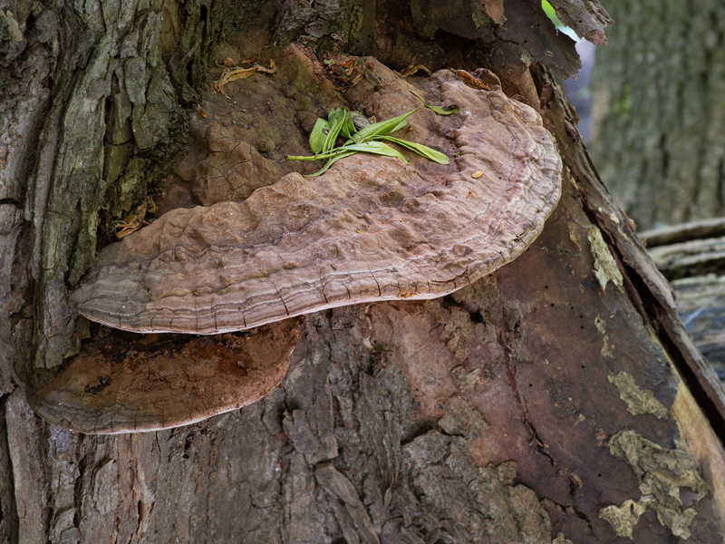 گانودرما ادسپرسوم (Ganoderma adspersum)
