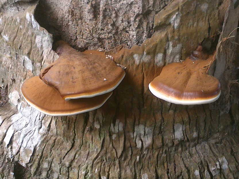 Ganoderma boninense