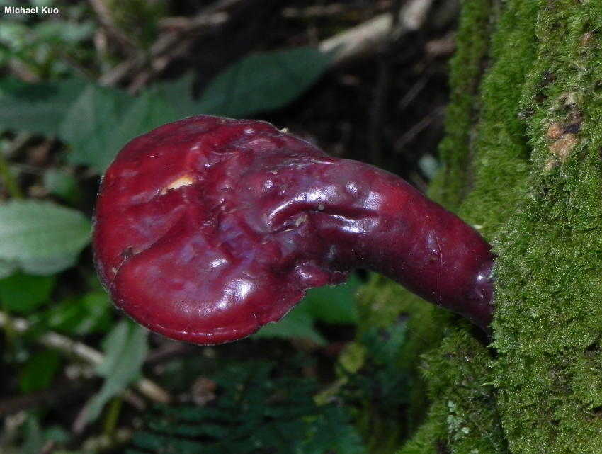 گانودرما تسوگه (Ganoderma tsugae)