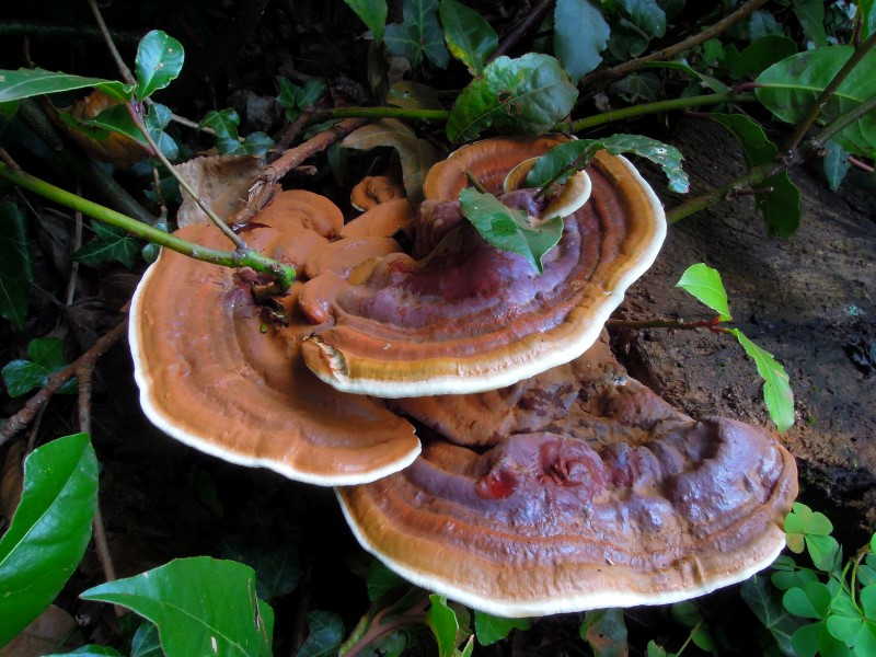 گانودرما رزیناسئوم (Ganoderma resinaceum)