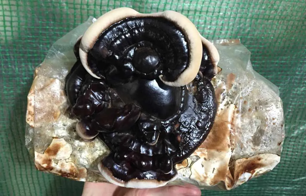 گانودرما سیننسه (Ganoderma sinense)