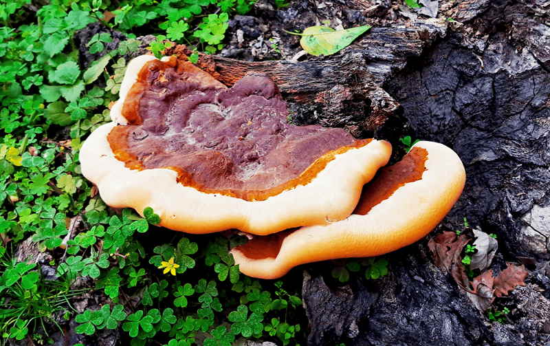 گانودرما لینگژی (Ganoderma lingzhi)
